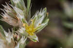 Silver nailwort